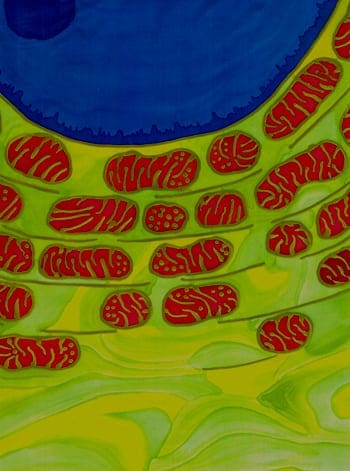 Mitochondrial Dawn